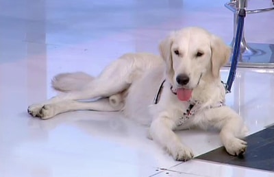 Golden Retriever Dog Breed