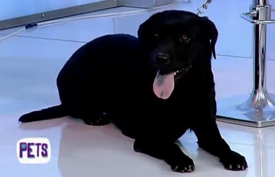Labrador Dog Breed
