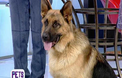 German Sheperd Dog Breed