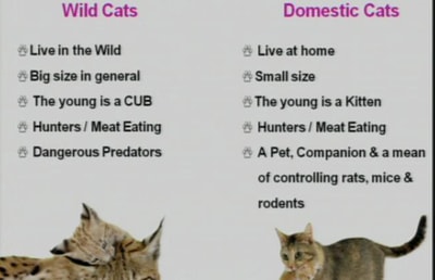 Cats General Knowledge