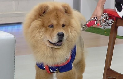 Chow Chow - 06 Dec 2014
