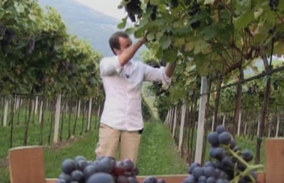 Grapes and Wine - 01 Feb 2015