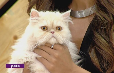 Persian Cats