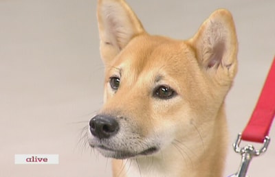 Shiba Inu - هدى كرباج