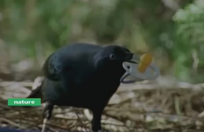 عادات غريبة عند الحيوان 