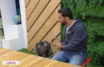Cokasian dog breed