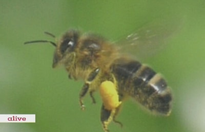 Bee pollen