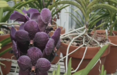 Vanda Orchid