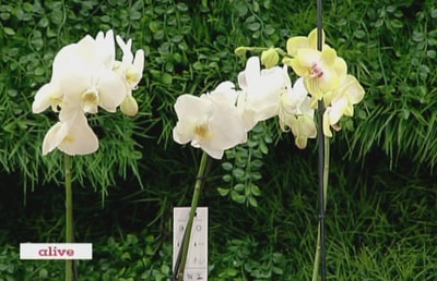 Orchid Care
