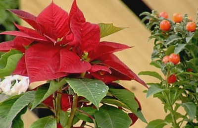 Plants For christmas
