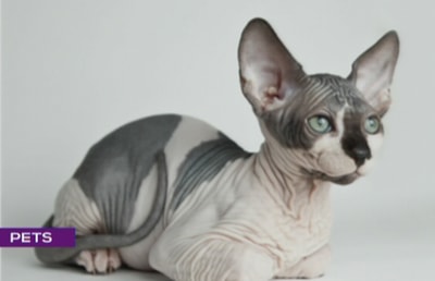  Sphynx cats - أنطوان حداد
