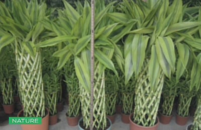 Lucky Bamboo - 02 Jan 2016