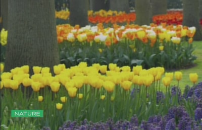 Tulip - 07 Jan 2016