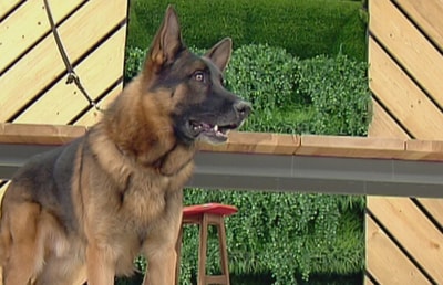 German Shepherd Dog - 09 Jan 2016