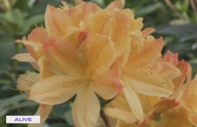 Azalee And Rhoddendron