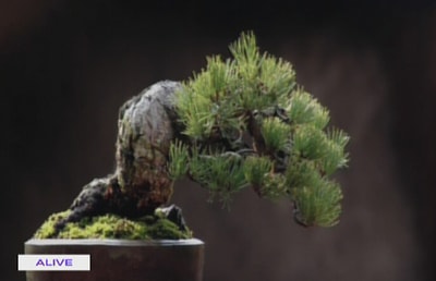 Bonzai - 23 Jan 2016