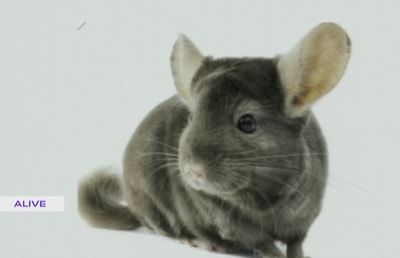 Hamster And Chinchilla  - د. غابي هيلان