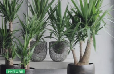 Yucca Indoor Plants