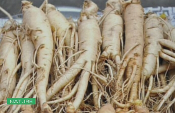 Ginseng
