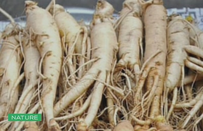 Ginseng