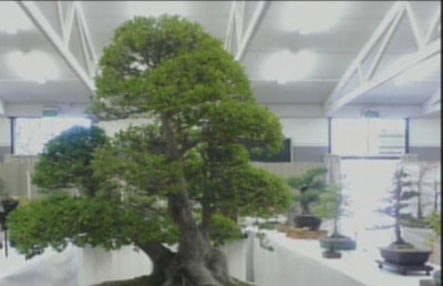 Bonsai - 30 Jan 2016