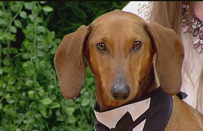 Dachshund Dog - 30 Jan 2016