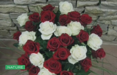 أزهار و شتول Valentine