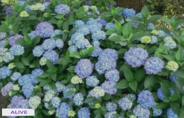 Hortensia