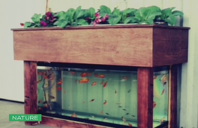Aquaponics