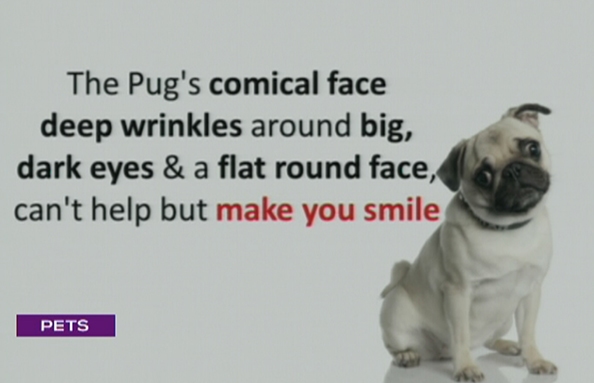 Pug Breed
