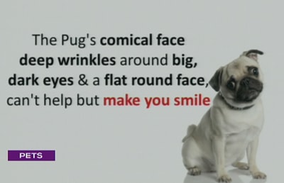 Pug Breed