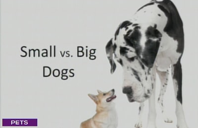 Small Vs Big Dog Breeds