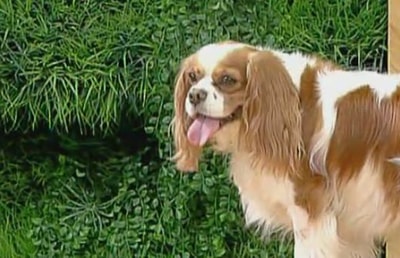 King Charles Cavalier Breed