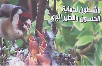 ناشطون لحماية الحسون والطير البري - عصام ابراهيم -  روجيه سعد  