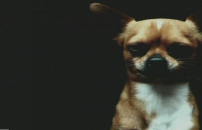 Chihuahua Breed - 21 May 2016