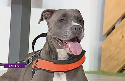 American Pitbull Terrier