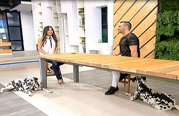 Dalmatian - 02 Jul 2016