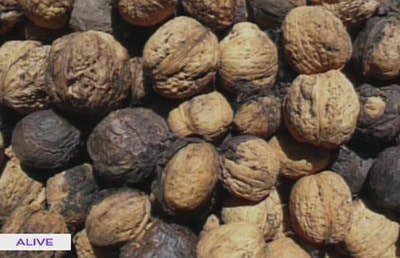الجوز