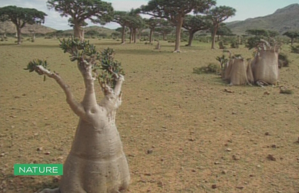 Adenium