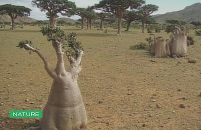 Adenium