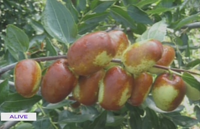 العناب
