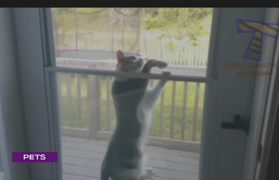 Cats