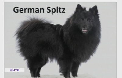08 Oct 2016 - German Spitz 