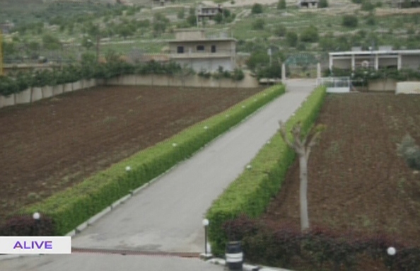 Plante pour bordure