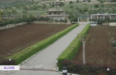 Plante pour bordure