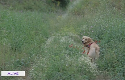 Walk With Your Dog - جويل صفير - ندى روفايل