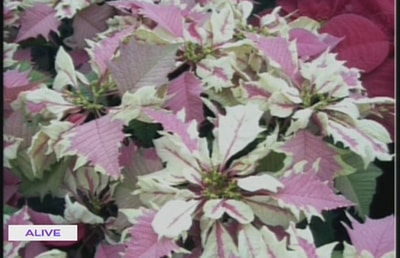 Poinsettia