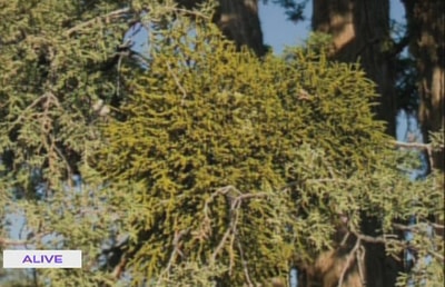 Mistletoe