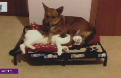 Can Cats And Dogs Live Together