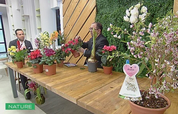 Indoor Flowering Plants